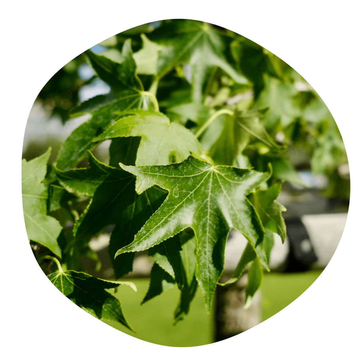 Ambrovník styraxový